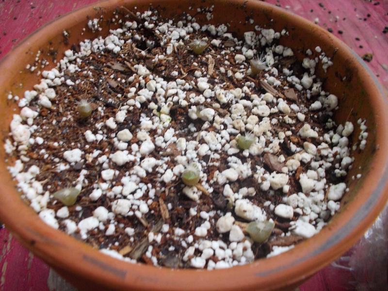 saguaro seedlings 7-11.JPG