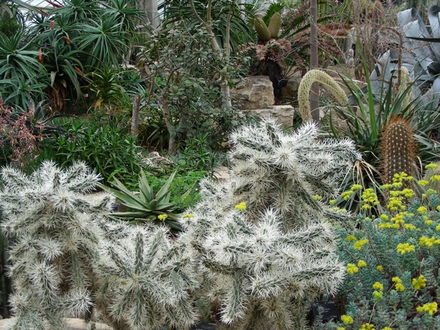 Cylindropuntia tunicata