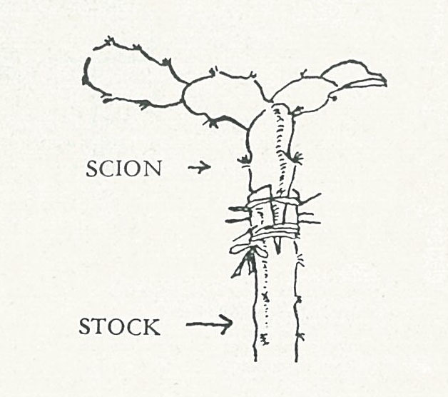 from Desert Botanical Garden, Science Bulletin No. 5, p. 48