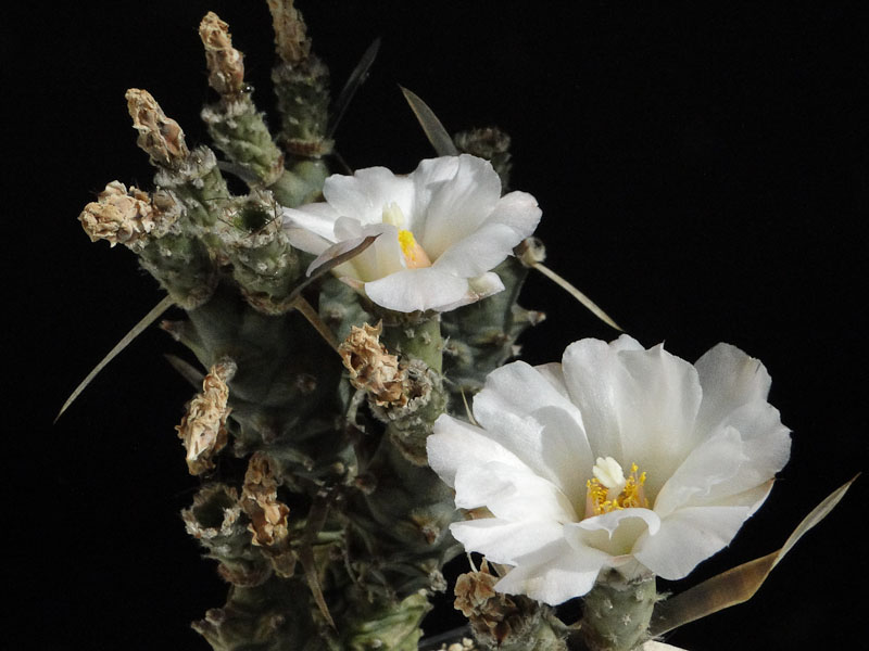 Tephrocactus oligoacanthus exAK 2012 September01-5.jpg