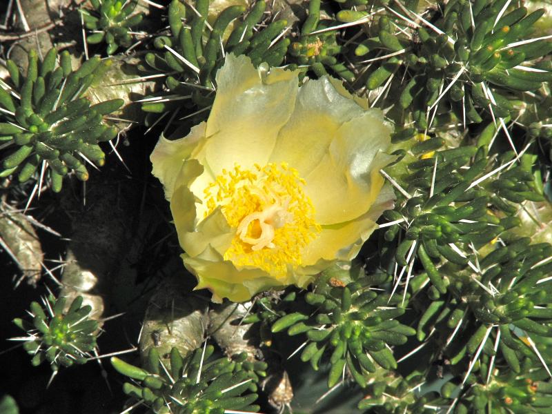 Maihuenia poeppigii