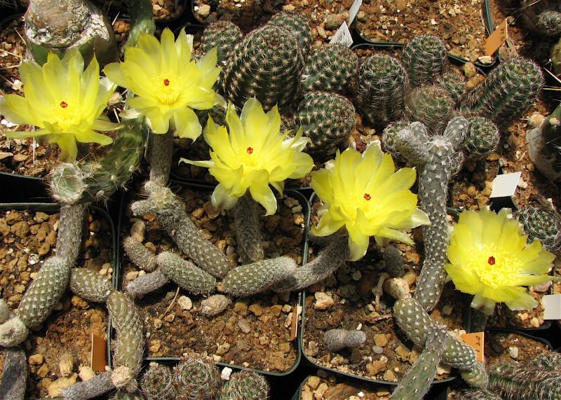 Pterocactus megliolii