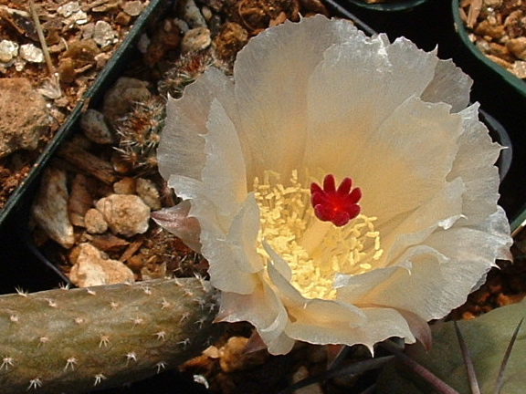 Pterocactus reticulatus