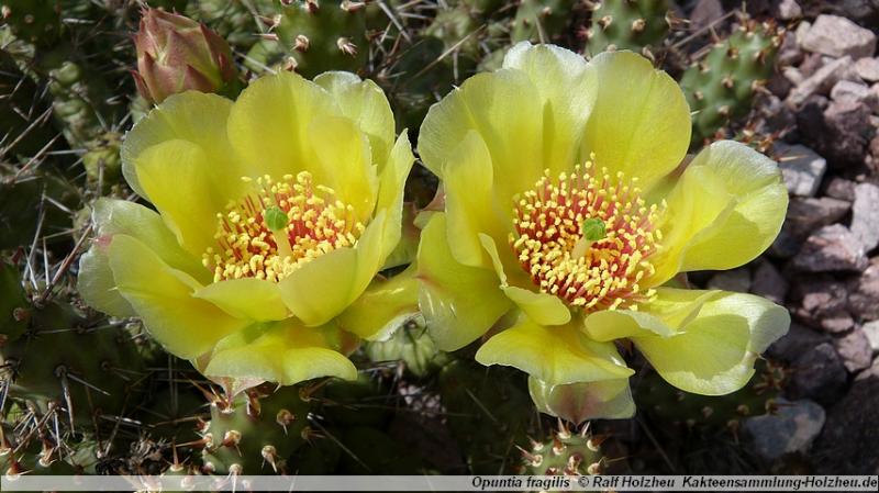 34_Opuntia_fragilis.JPG