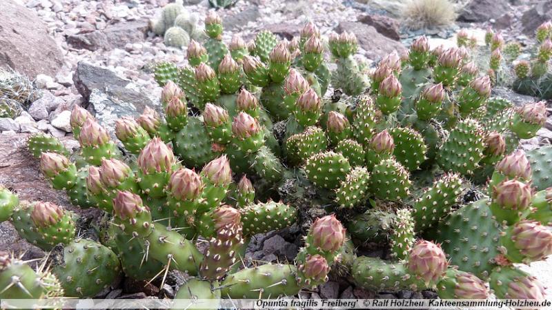 35_Opuntia_fragilis_'Freiberg'.JPG