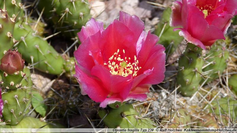 39_Opuntia_fragilis_Typ_220.JPG