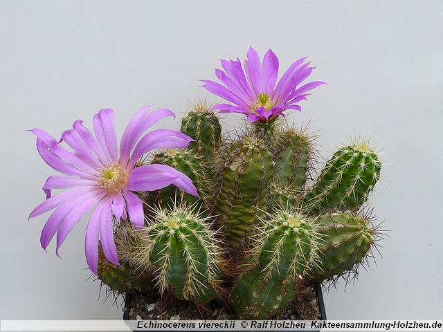 87_Echinocereus_viereckii.JPG