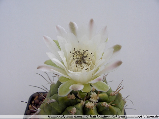 94_Gymnocalycium_damsii.JPG