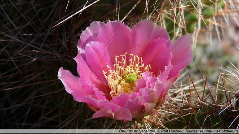 47_Opuntia_polyacantha.JPG