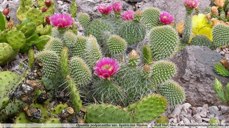 48_Opuntia_polyacantha_var._hystricina_'Hamm'.JPG