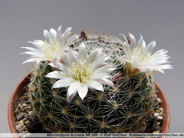 113_Mammillaria_tezontle_ML690.JPG