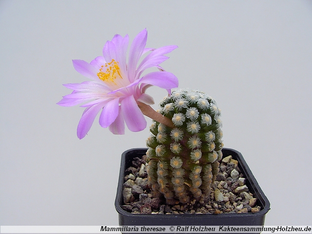 114_Mammillaria_theresae.JPG