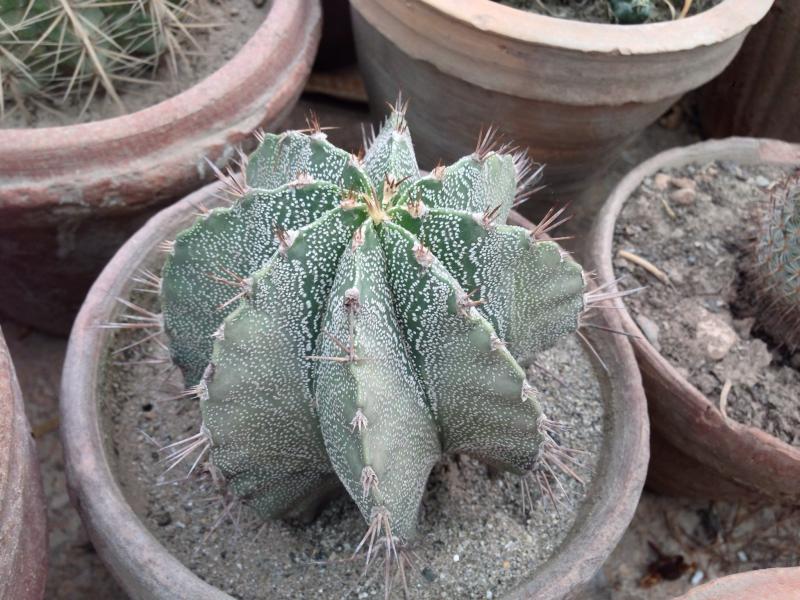 Astrophytum capricone that I degrafted last year.