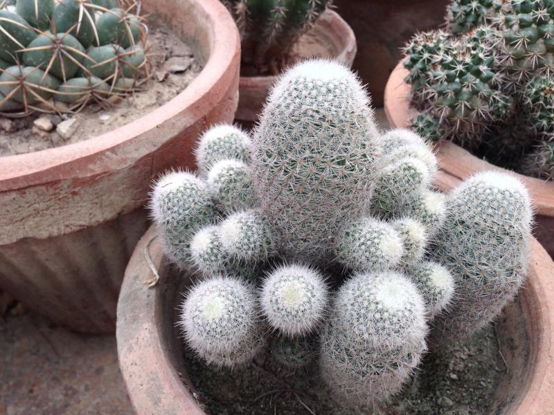 Rebutia sp.