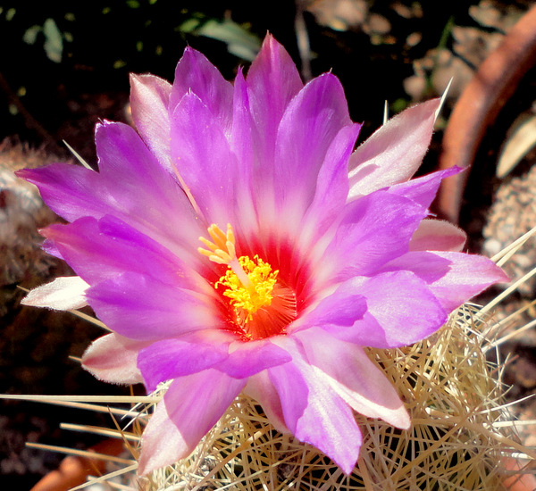 Thelocactus bicolor bolaensis