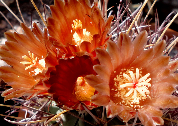 yet another color shift in the Glandulicactus.