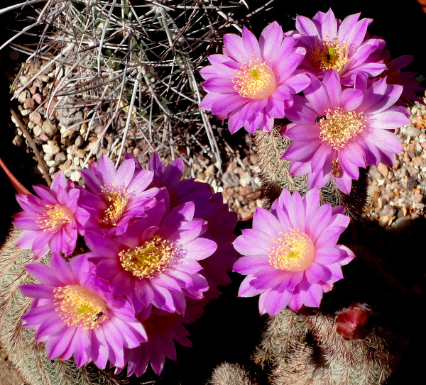 Echinocereus laui, a riot of nice pink flowers.