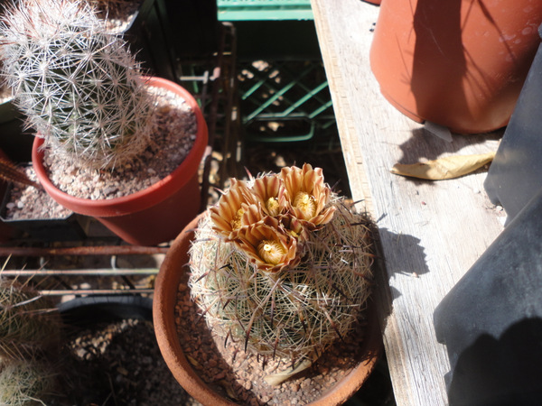 loving these brown flowers on Echinomastus unguispinus