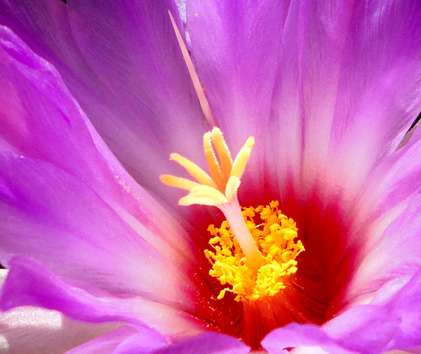 close up of Thelo bicolor bolaensis