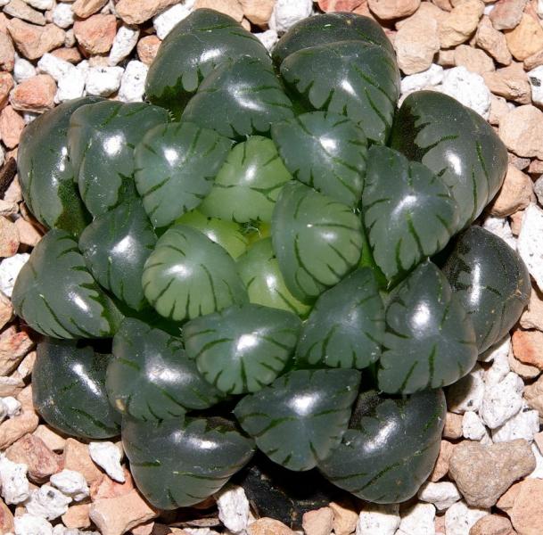 Haworthia 'Murasaki' obtusa.jpg