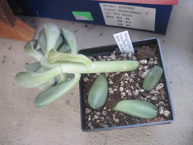 Pachyphytum clavifolia.JPG