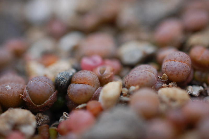 Lithops 2013 Januar01-1.jpg