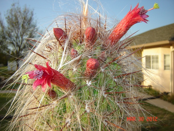 O. celsianus, three of the 5 arms have blooms or have bloomed. About 7 foot tall.