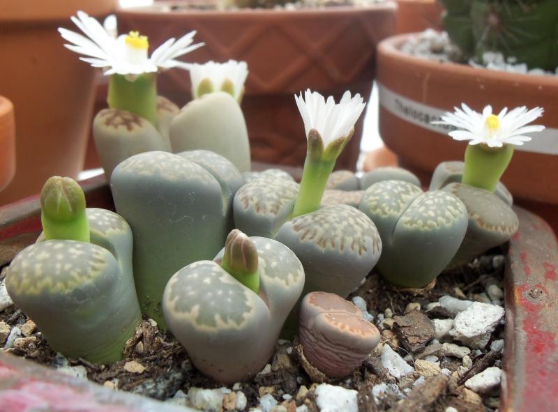 Lithops Family.jpg