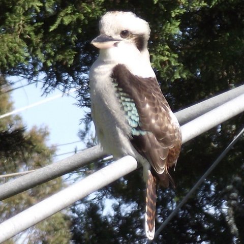 kookaburra_1.jpg