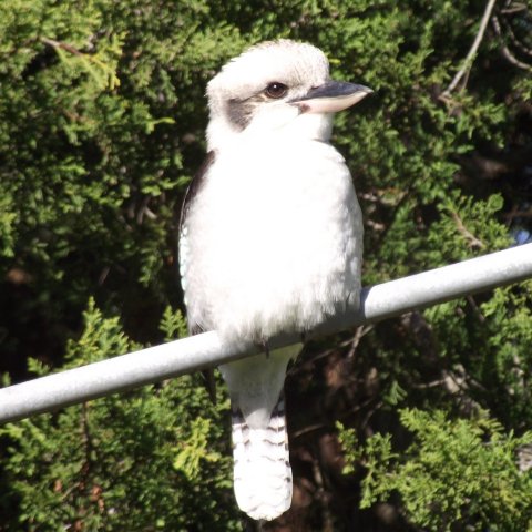 kookaburra_2.jpg