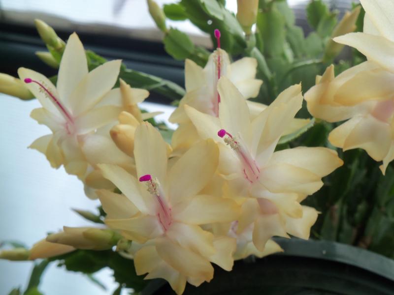 1-yellow Xmas cactus bloom.jpg