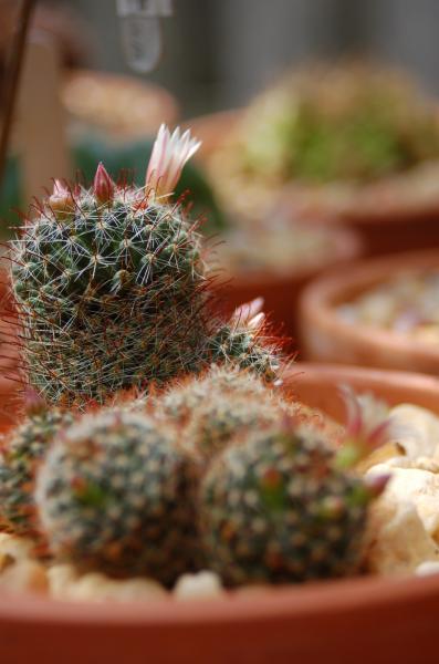 Mammillaria zeilmannia