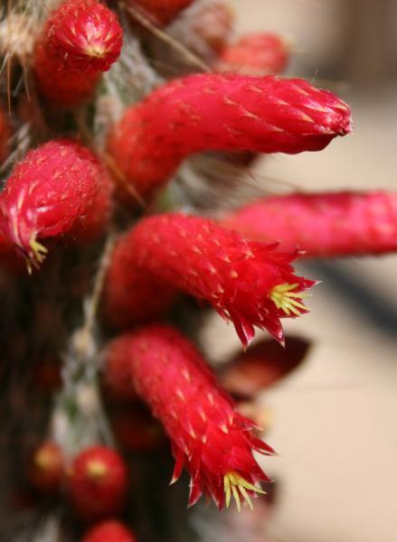 Cleistocactus hyalacanthus (2012-Apr01)