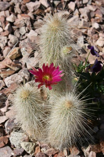 Echinocereus rayonesensis (2012-Apr01)