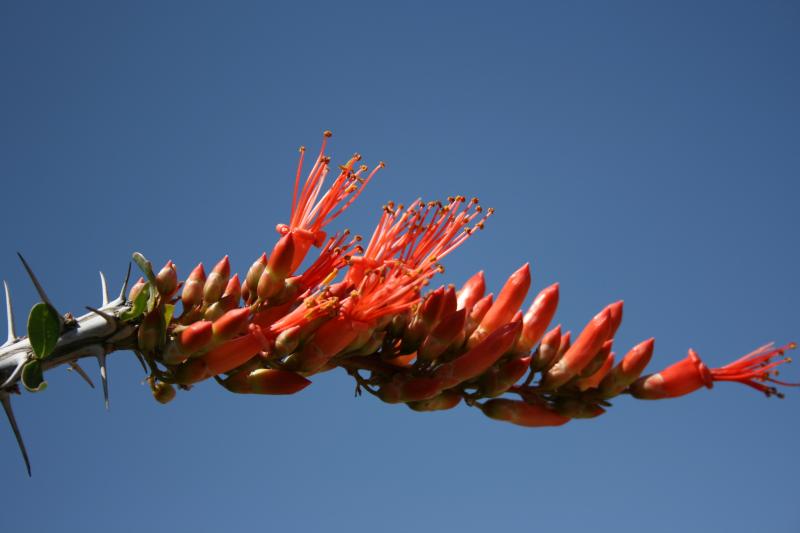 Fouquieria splendens (2012-Apr01)