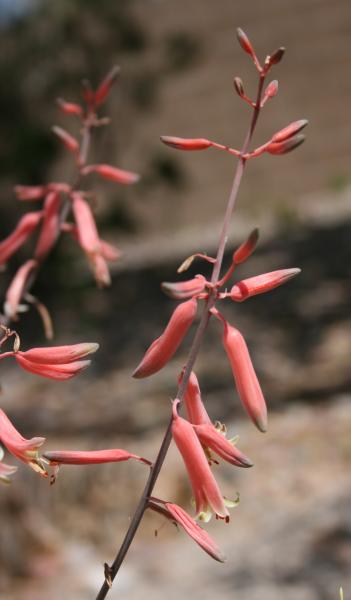 Gasteraloe 'Helen Headlei' (2012-Apr01)