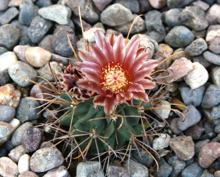 Sclerocactus uncinatus v wrightii (2012-Apr01)