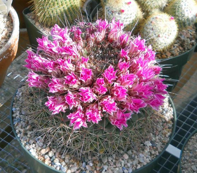 Mammillaria melanocentra putting on its annual show.