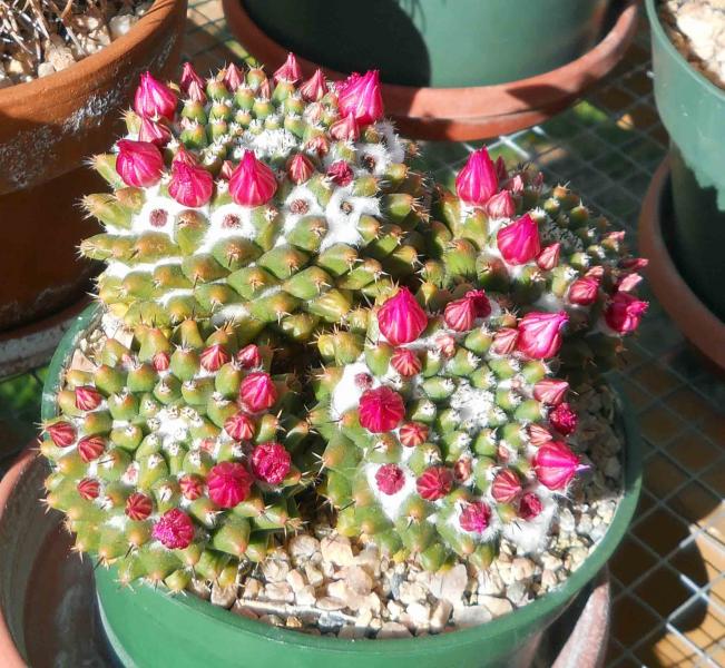 Mammillaria preissneitzii