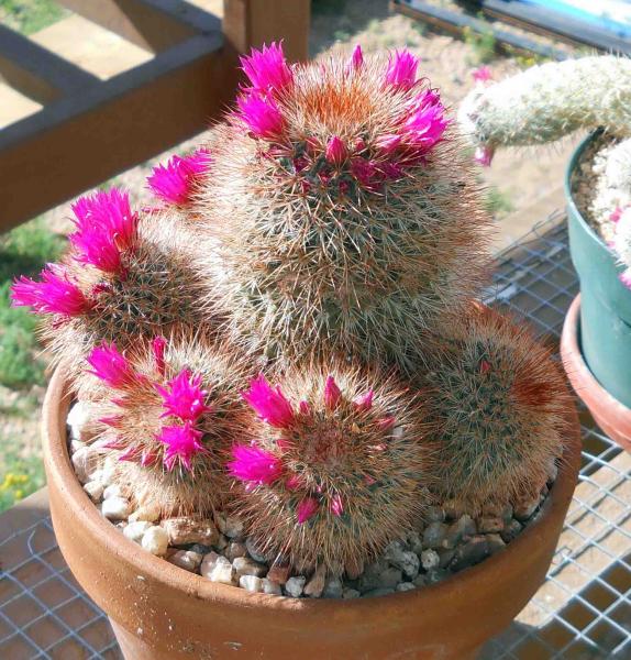 Mammillaria spinosissima - the pictures don't do it justice. Much more attractive in person...