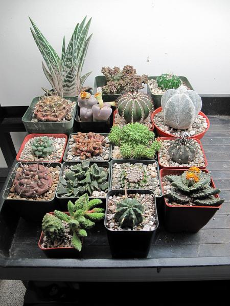 New cacti group - December 9, 2013