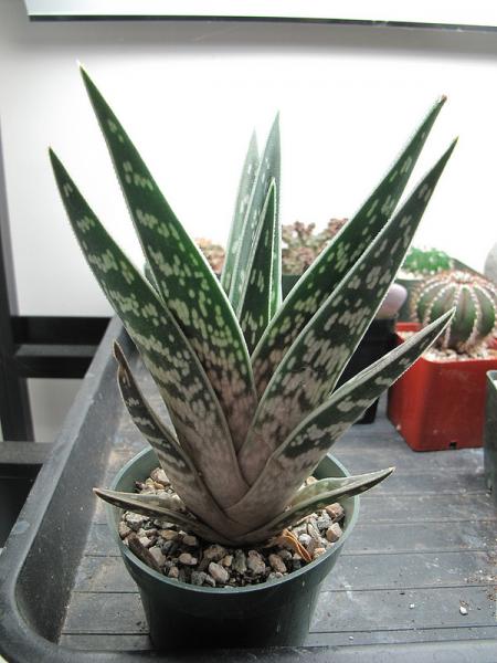 Aloe variegata