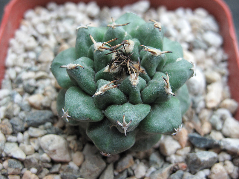 Turbinicarpus alonsoi