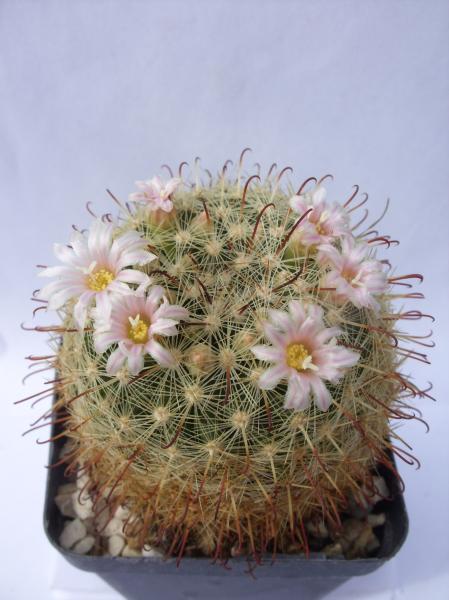 mammillaria mercadensis 020412.JPG