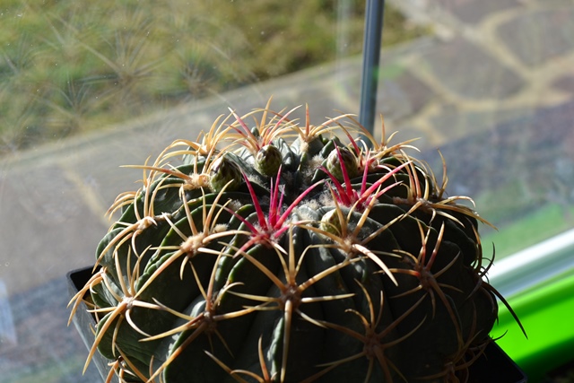 Ferocactus macrodiscus.JPG