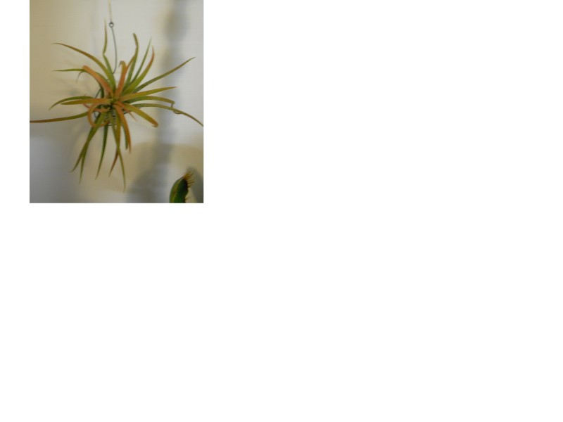 tillandsia 2.png