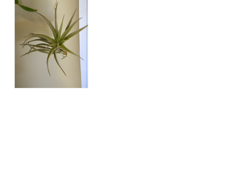 tillandsia 4.png