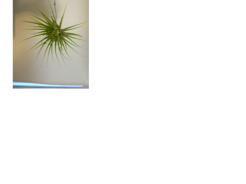 tillandsia 5.png