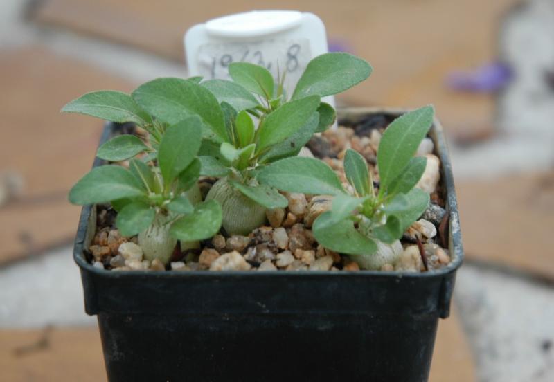 Pachypodium namaquanum 23.01.14.JPG