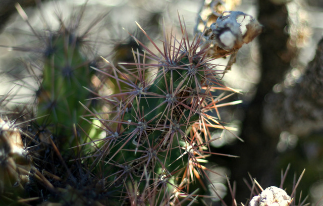 (C)One of two new specimens of Grusonia robertsii in the Vizcaino, previously unknown. Love this plant and hope to grow it sometime. Really an oddball.